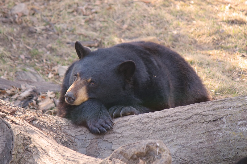 Black Bear Resting
