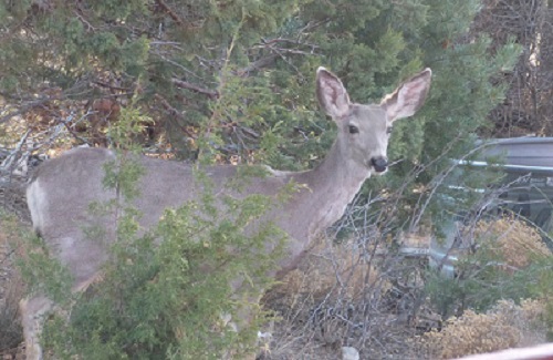 Deer at kitchen window