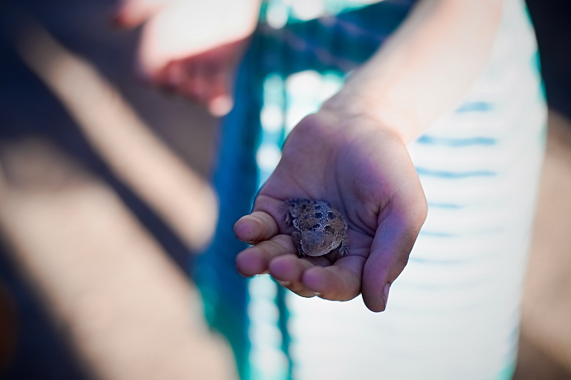 Baby Horned Lizard