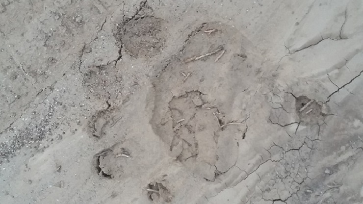 Bear Paw Prints: Living in the New Mexico Mountains