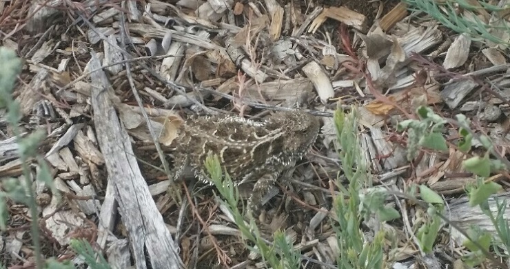 Horned Lizard Excitement in New Mexico