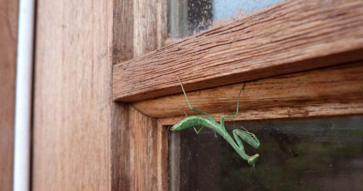 Praying Mantis– Miniature Wildlife in New Mexico