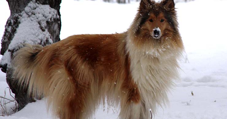Dog Who Lived Outside Her Whole Life Transforms When Someone Gives Her A Bed