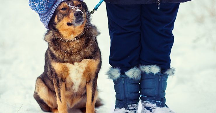 5 Heartwarming Stories That Prove Dog Is Man’s Best Friend