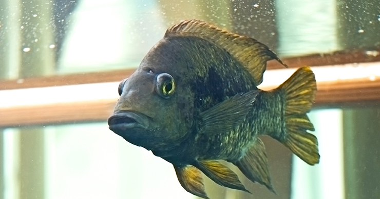 Fascinating Facts About Cat Whiskers