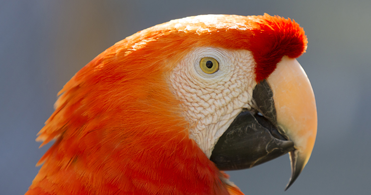 Mini Horse Escapes Wildfire In Backseat Of Car