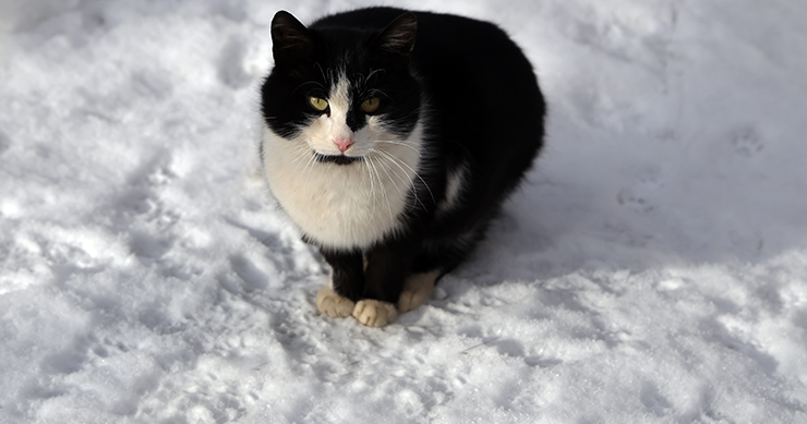 Plumber Shows Up To Fix Toilet — And Is Supervised By A Cat The Whole Time