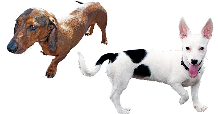 His Family Evacuated, But This Hero Dog Stayed Home To Protect 8 Goats From Raging Wildfires