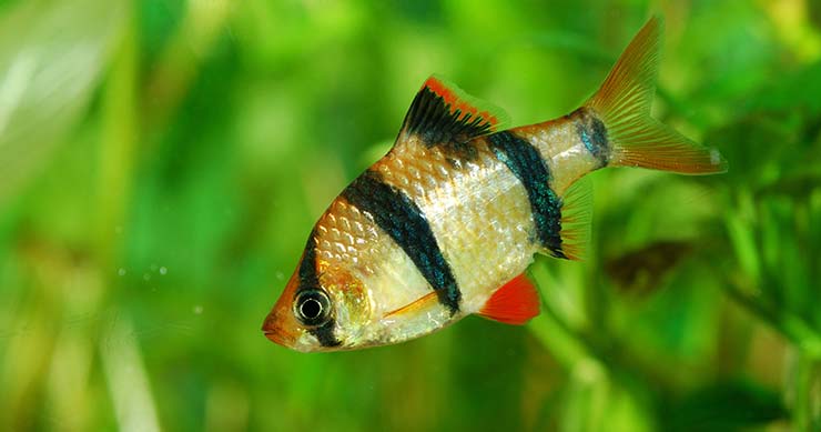 Meet the Comb Jelly, the Sister Species of All Animals