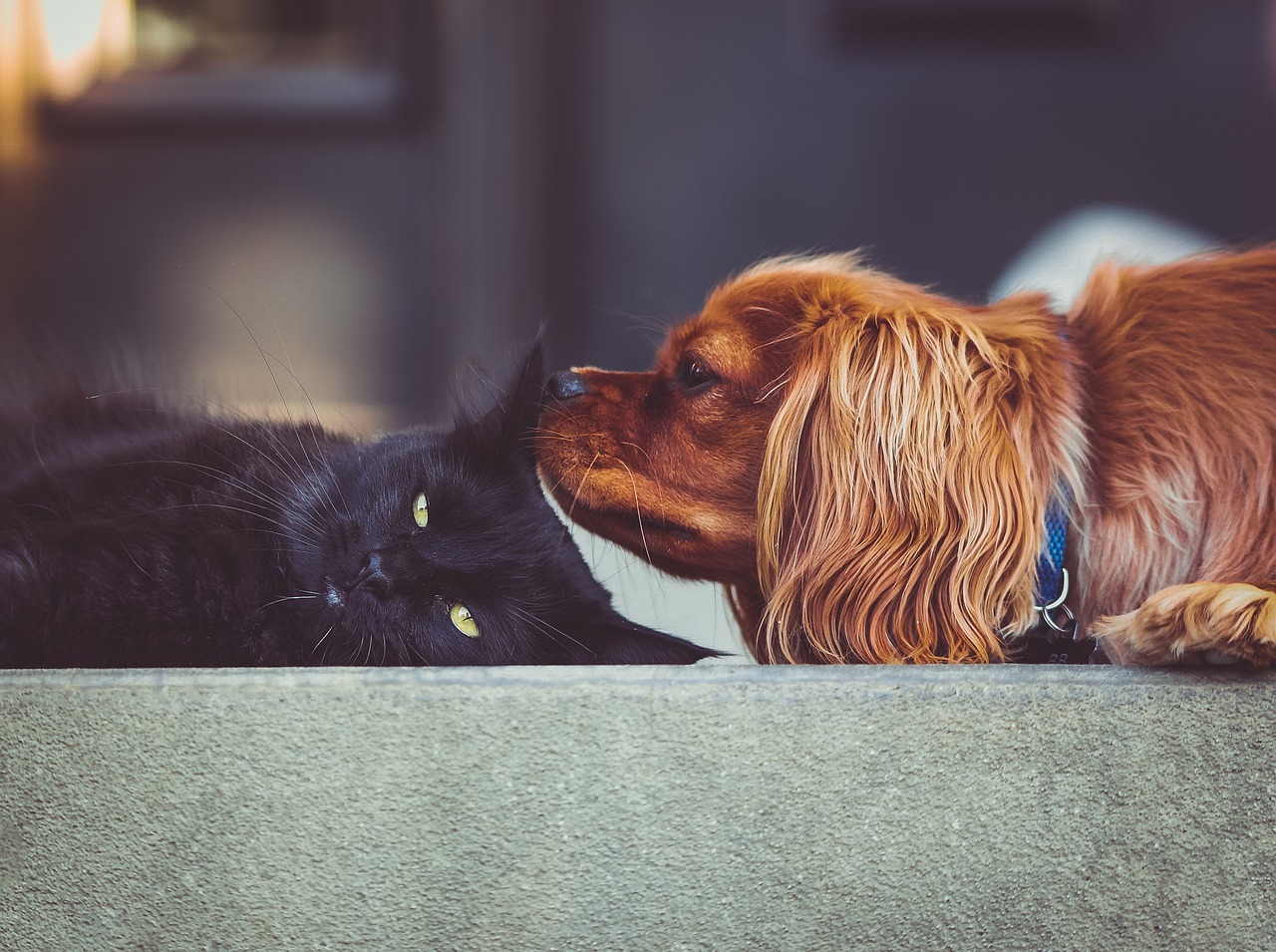 How to Help Your Cat and Dog Get Along