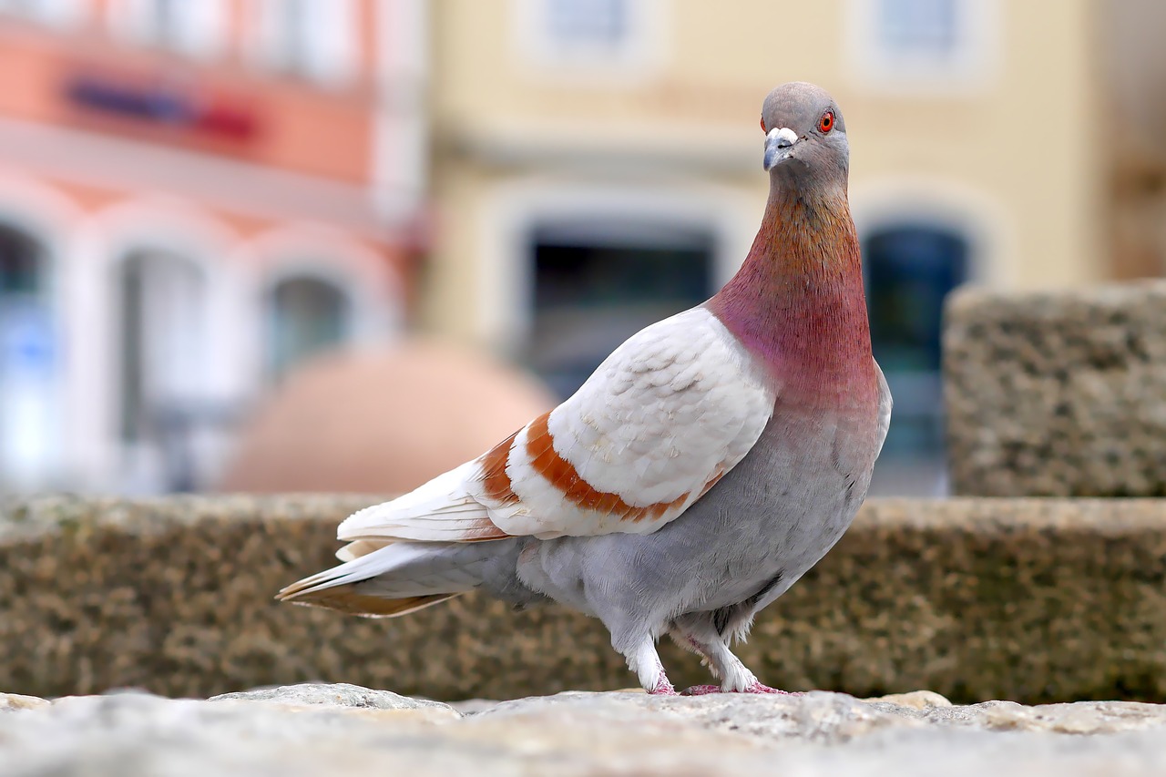 Pigeons Sound the Alarm with Whistling Feathers