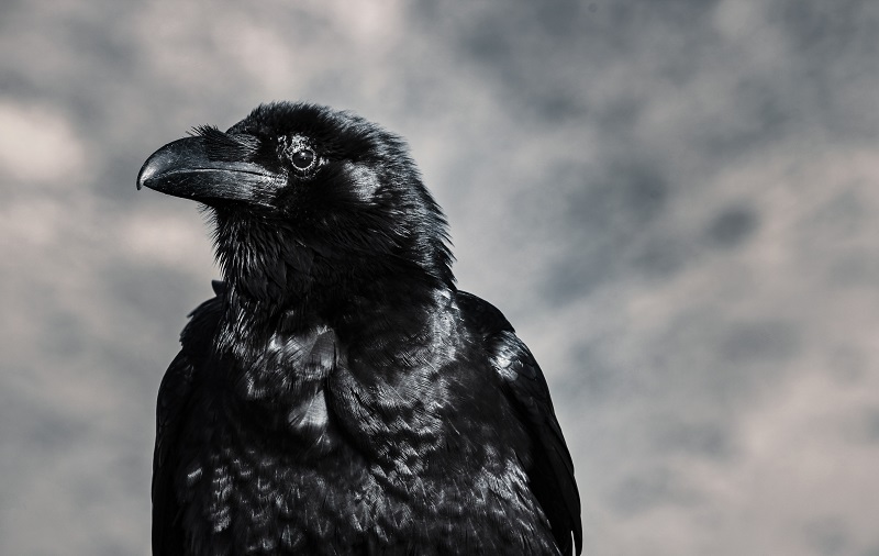 Ravens are Amazing