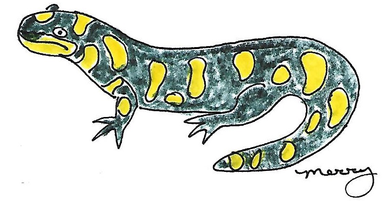 tiger salamander