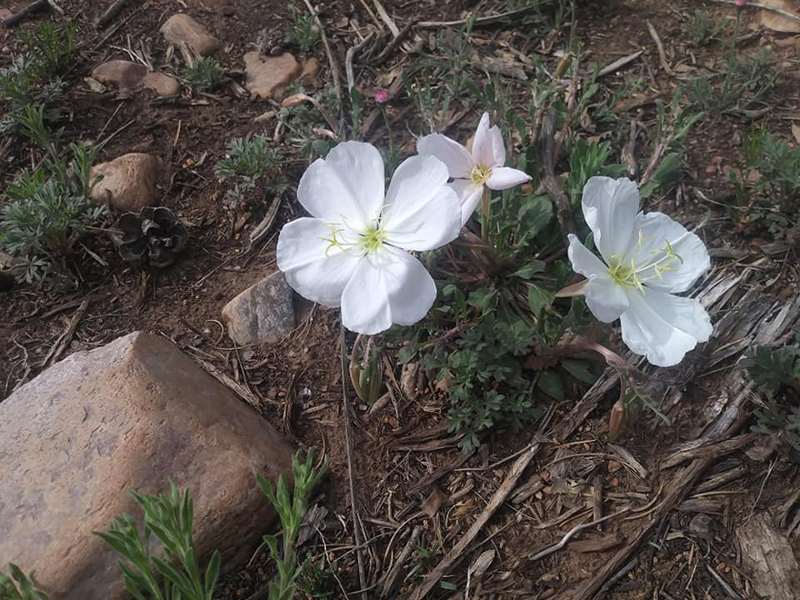 white NM wildflowers