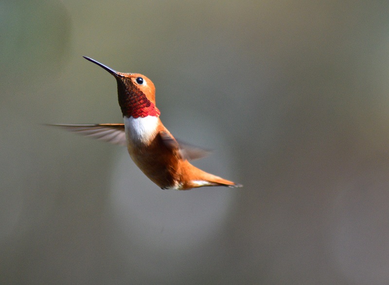 Rufous Hummingbird